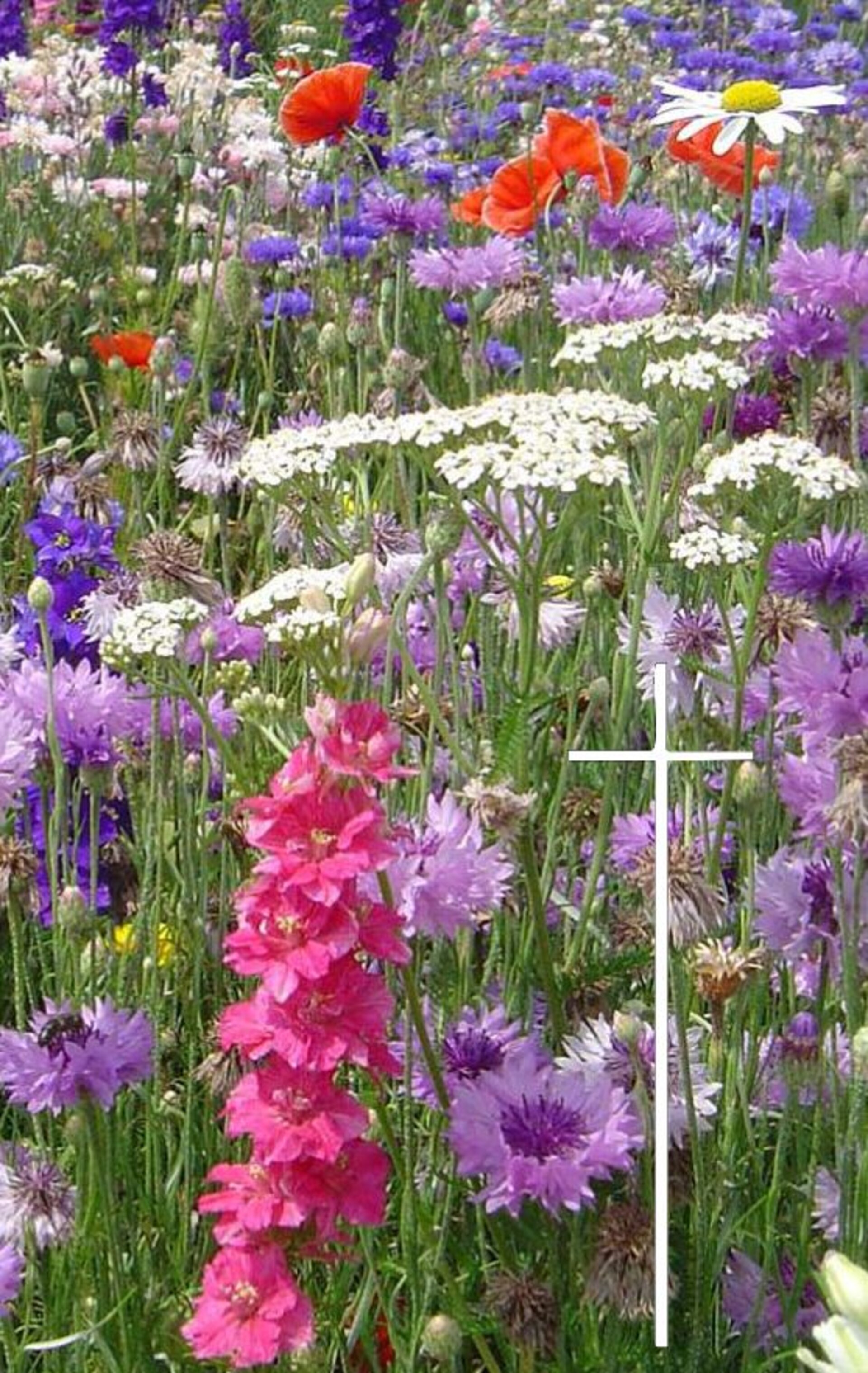 Bitmap in Lever Juliana_außenaktuell.cdr.jpg